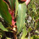 Image of Protea foliosa Rourke