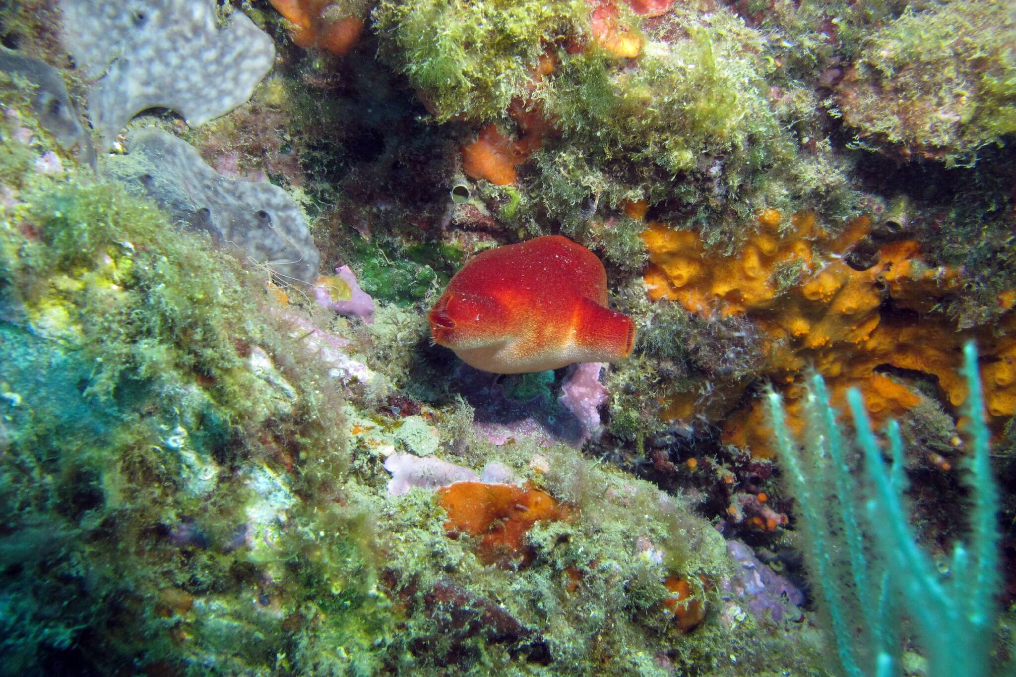 Image of red sea-squirt