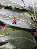 Image of Cutworm