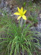 Image of dwarf yellow day lily