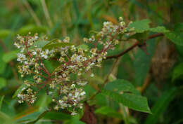 Imagem de Rubus boliviensis Focke