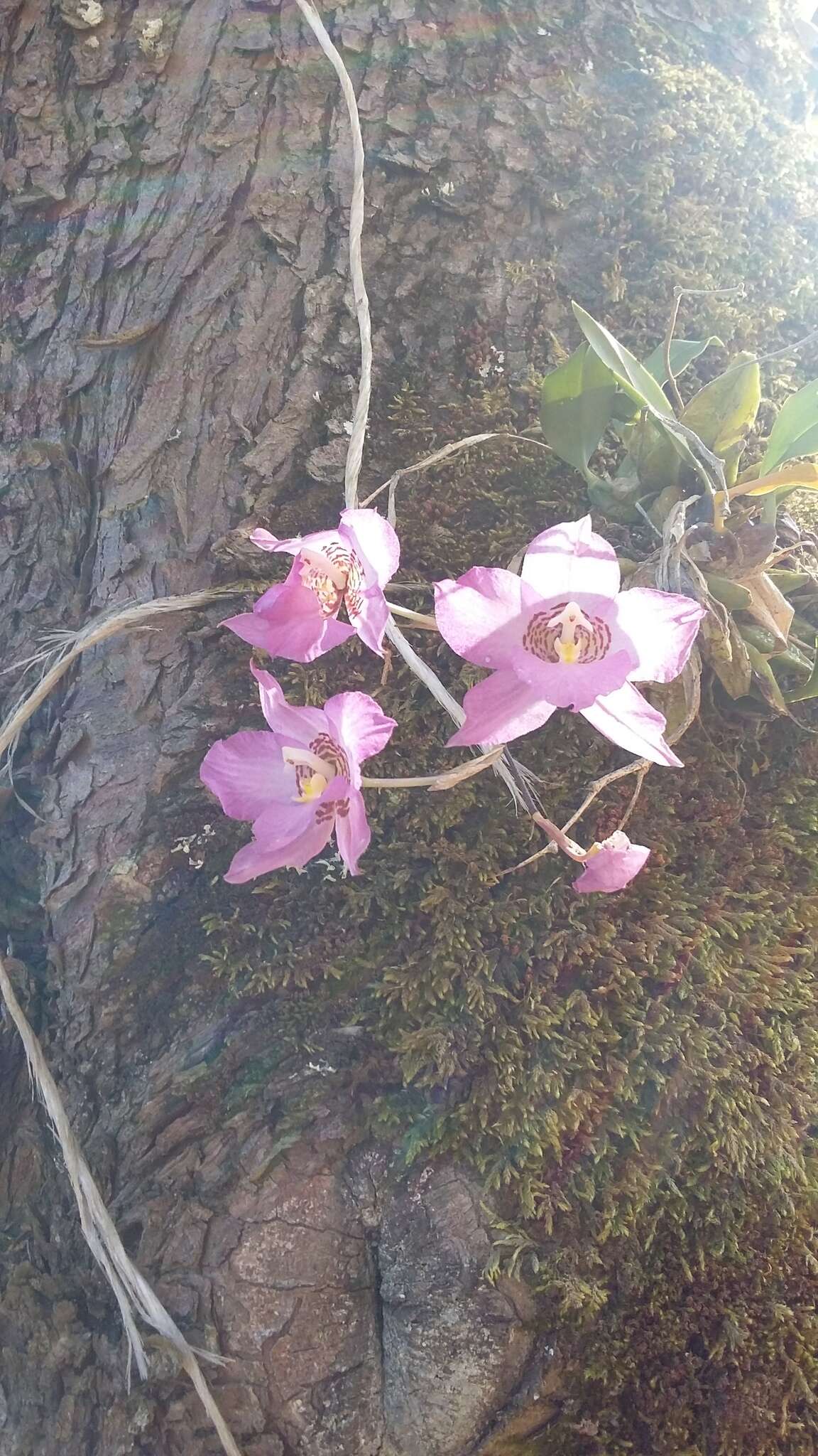 Image of orchid