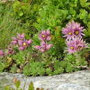 Image of Sempervivum montanum subsp. carpaticum Wettst. ex Hayek