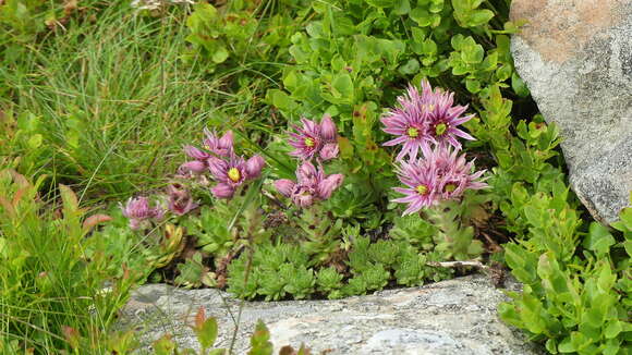 Image of Sempervivum montanum subsp. carpaticum Wettst. ex Hayek