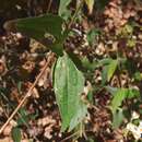 Image de Alloispermum scabrifolium (Hook & Arn.) H. Rob.