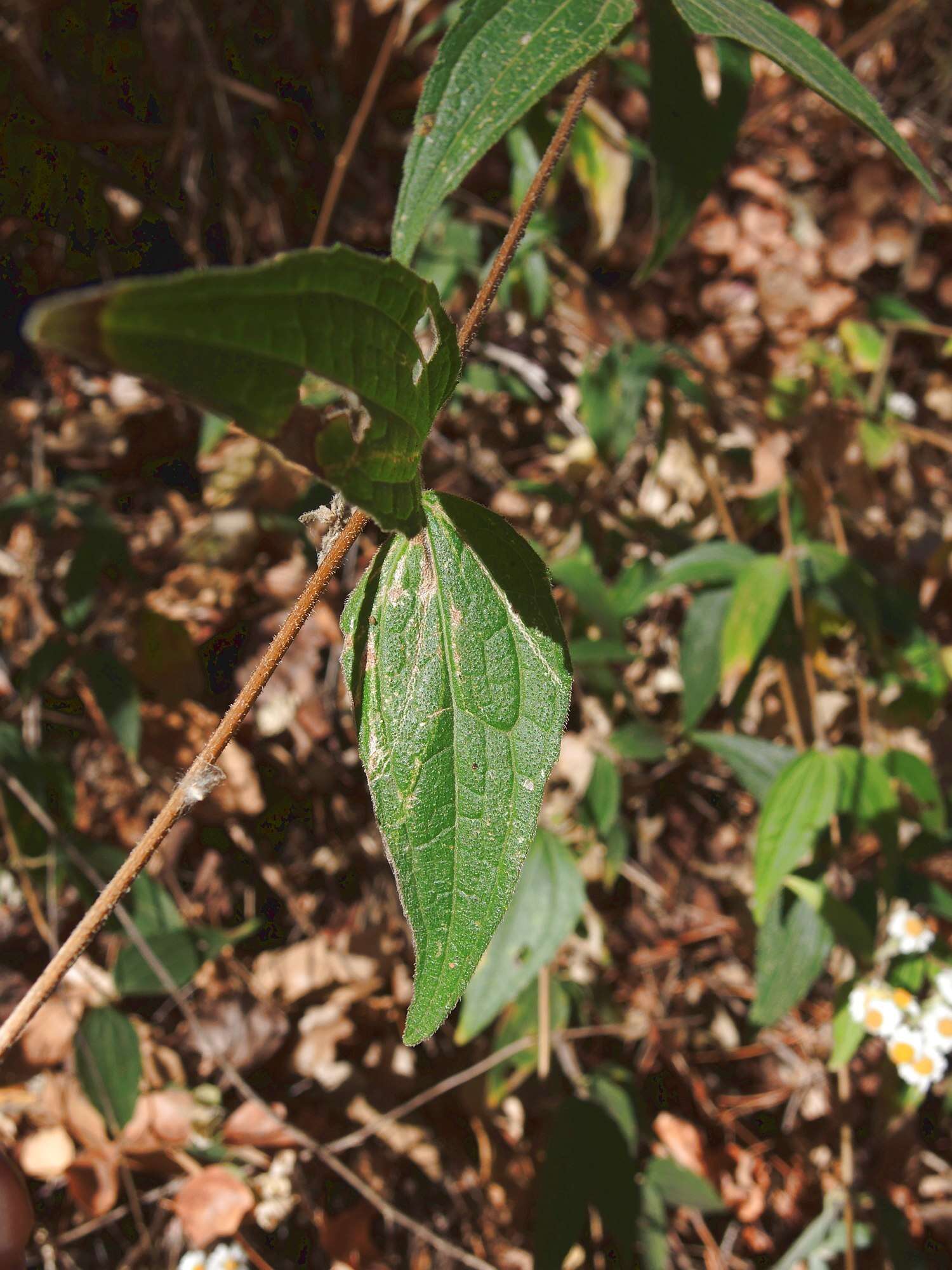 Image de Alloispermum scabrifolium (Hook & Arn.) H. Rob.