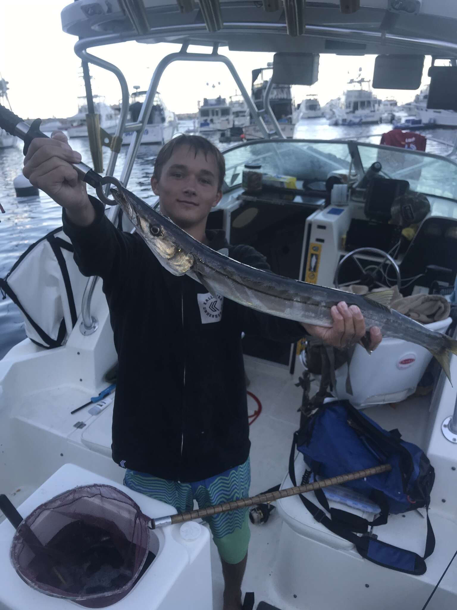 Image of Pacific barracuda