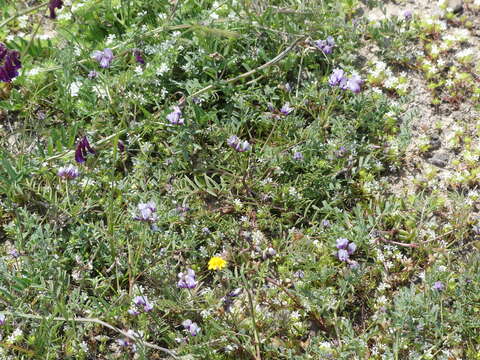 Image of Astragalus tener var. tener