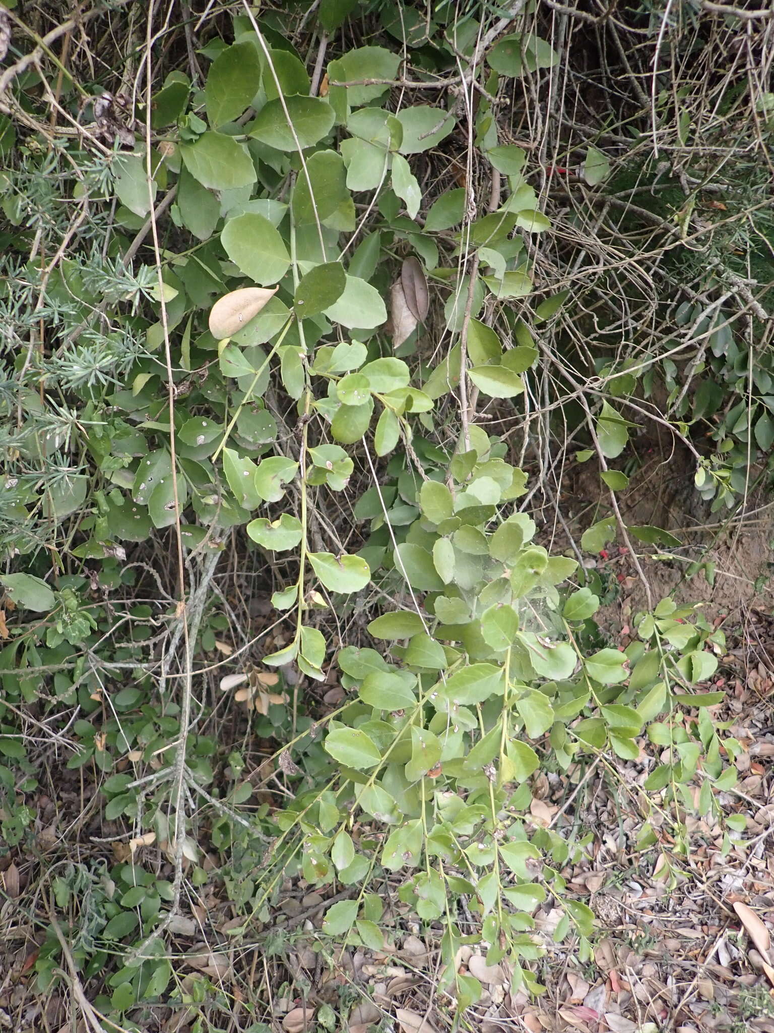 Image of Gymnosporia procumbens (L. fil.) Loes.