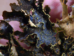 Слика од Pseudocyphellaria neglecta (Müll. Arg.) H. Magn.