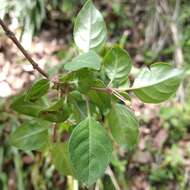 Image of Fuchsia thymifolia Kunth