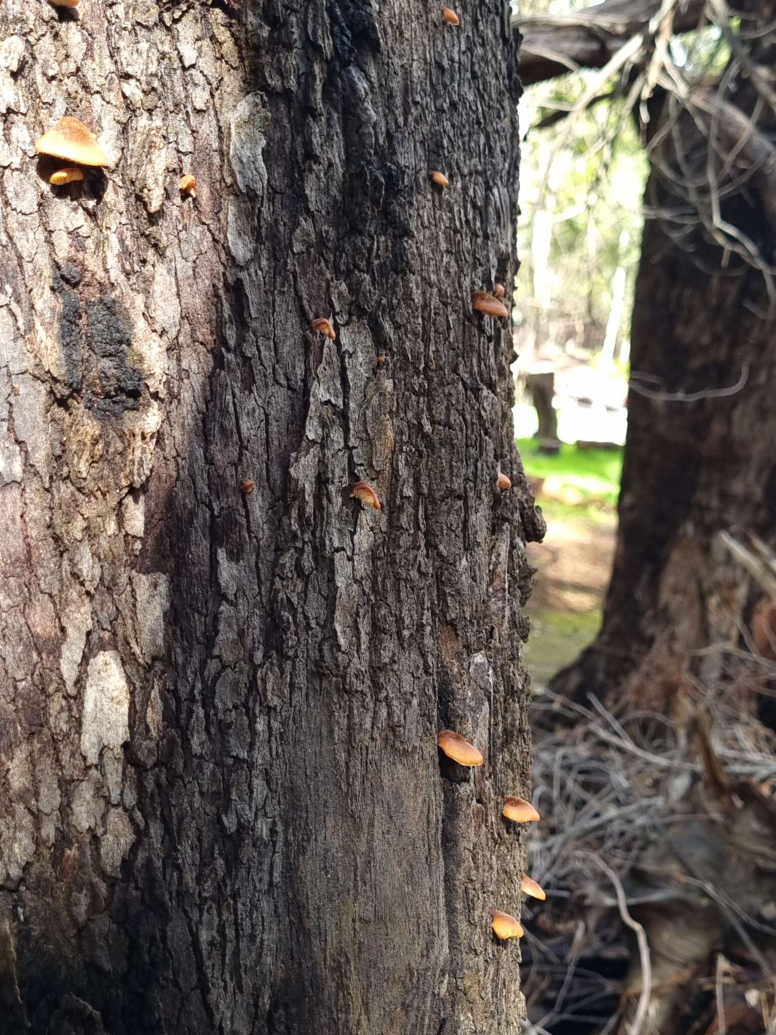 صورة Crepidotus eucalyptorum Cleland 1924