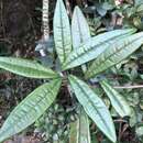 Imagem de Ardisia lindleyana D. Dietr.