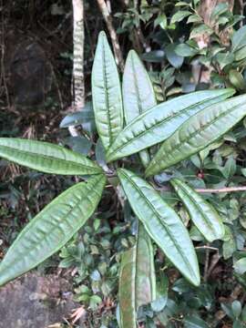 Image of Ardisia lindleyana D. Dietr.