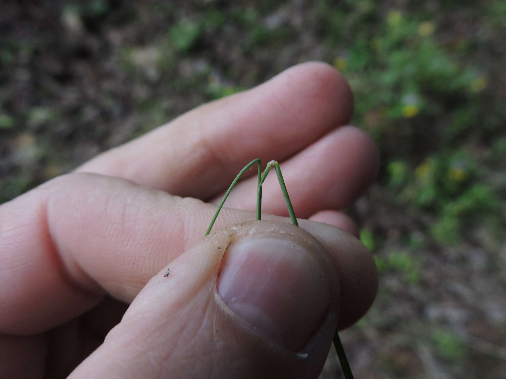 Imagem de Poa palustris L.