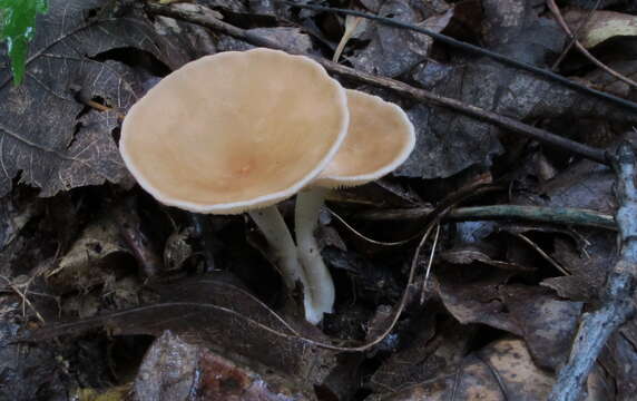 Image of funnel clitocybe