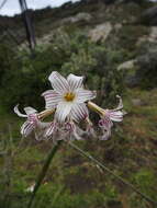 Image de Olsynium biflorum (Thunb.) Goldblatt