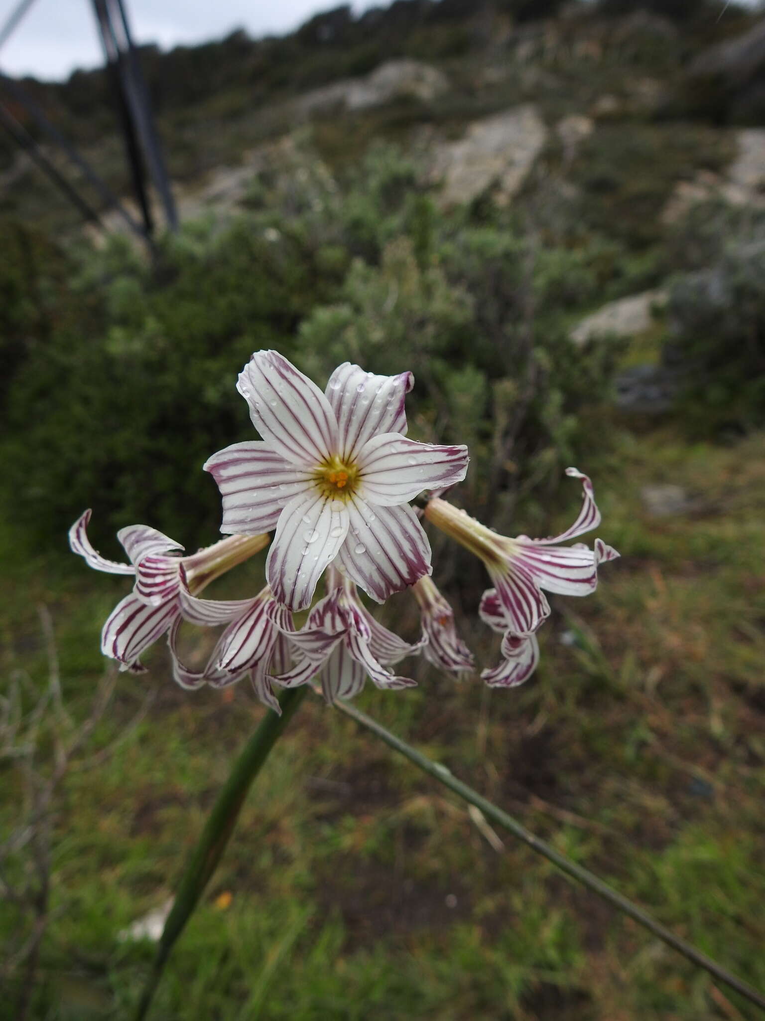 Image de Olsynium biflorum (Thunb.) Goldblatt