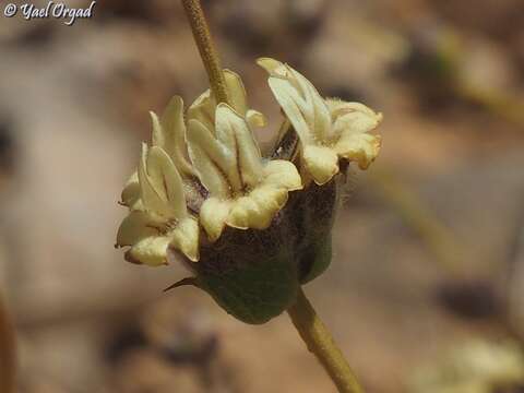 Image of Sideritis libanotica Labill.