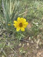 Image of little sunflower