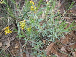 Image of Gnidia capitata L. fil.