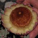 Image of Protea sulphurea Phillips