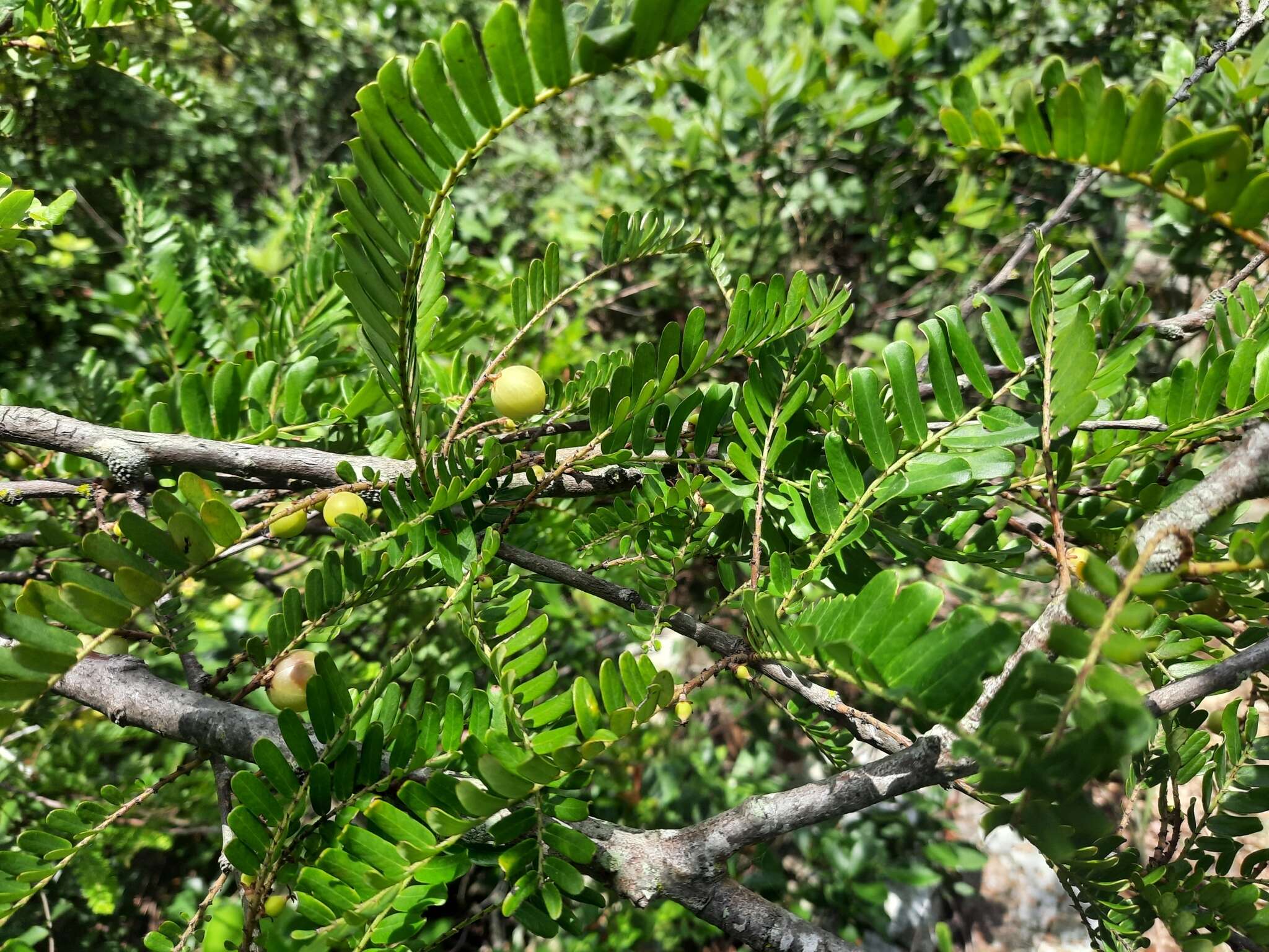 Plancia ëd Phyllanthus emblica L.