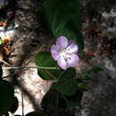 Image of Bastardiastrum gracile (Hochr.) D. M. Bates