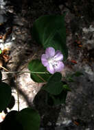 Image of Bastardiastrum gracile (Hochr.) D. M. Bates