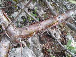 Image of Bursera schlechtendalii Engl.