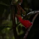 Image of Glossoloma pycnosuzygium (Donn. Sm.) J. L. Clark