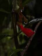 Image of Glossoloma pycnosuzygium (Donn. Sm.) J. L. Clark