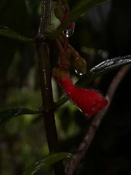 Sivun Glossoloma pycnosuzygium (Donn. Sm.) J. L. Clark kuva