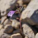 Image of Ziziphora taurica subsp. taurica