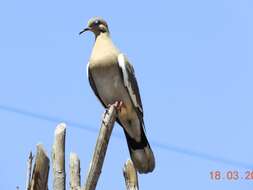 Image of White-winged Dove