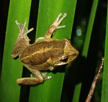 Litoria verreauxii (Duméril 1853)的圖片