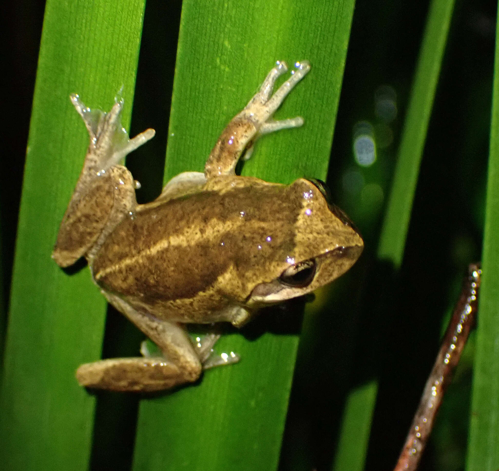 Litoria verreauxii (Duméril 1853)的圖片