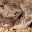 Image of Asian Particolored Bat