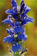 Image of blue cardinal flower