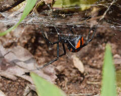 Latrodectus renivulvatus Dahl 1902的圖片