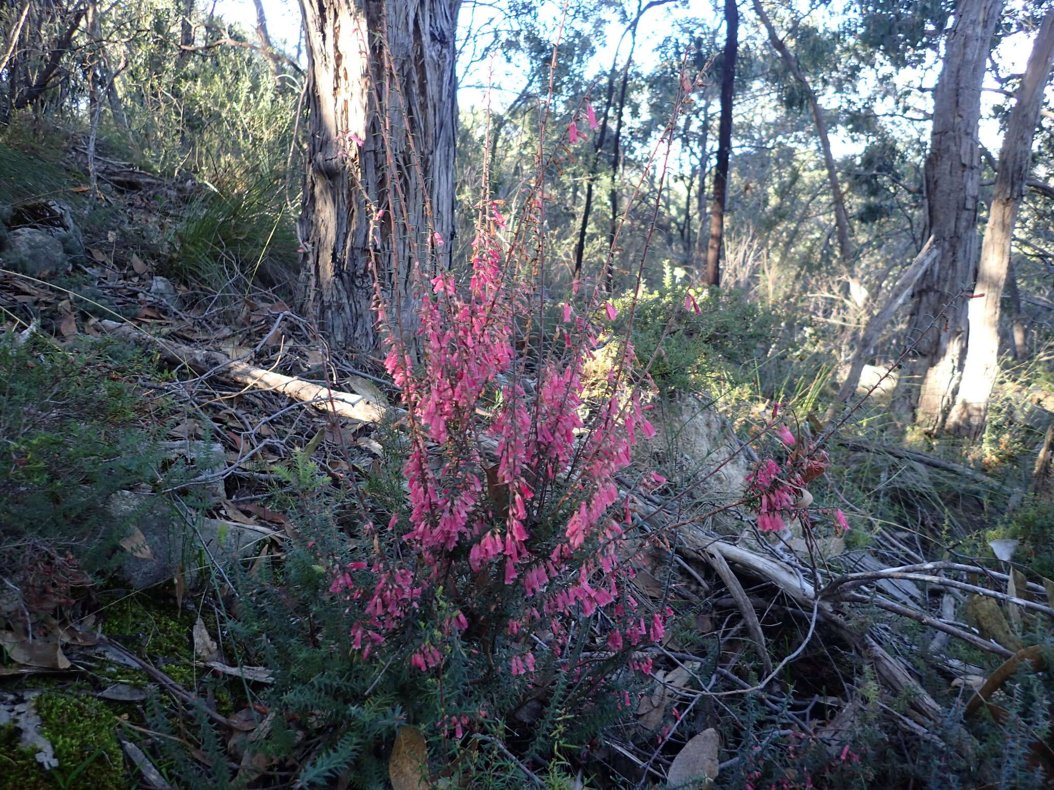 Plancia ëd Epacris impressa Labill.