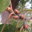 Sivun Populus tomentosa Carrière kuva