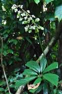 Image of Begonia thiemei C. DC.