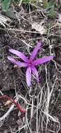 Image of Colchicum bulbocodium Ker Gawl.