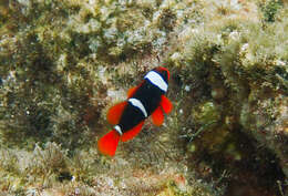 Image de Amphiprion rubrocinctus Richardson 1842