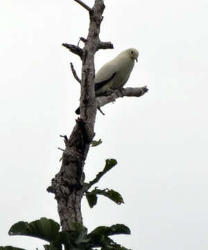 صورة <i>Ducula bicolor melanura</i>