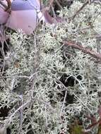 Image of reindeer lichen