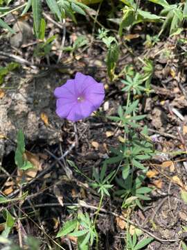 Imagem de <i>Ipomoea <i>ternifolia</i></i> var. ternifolia