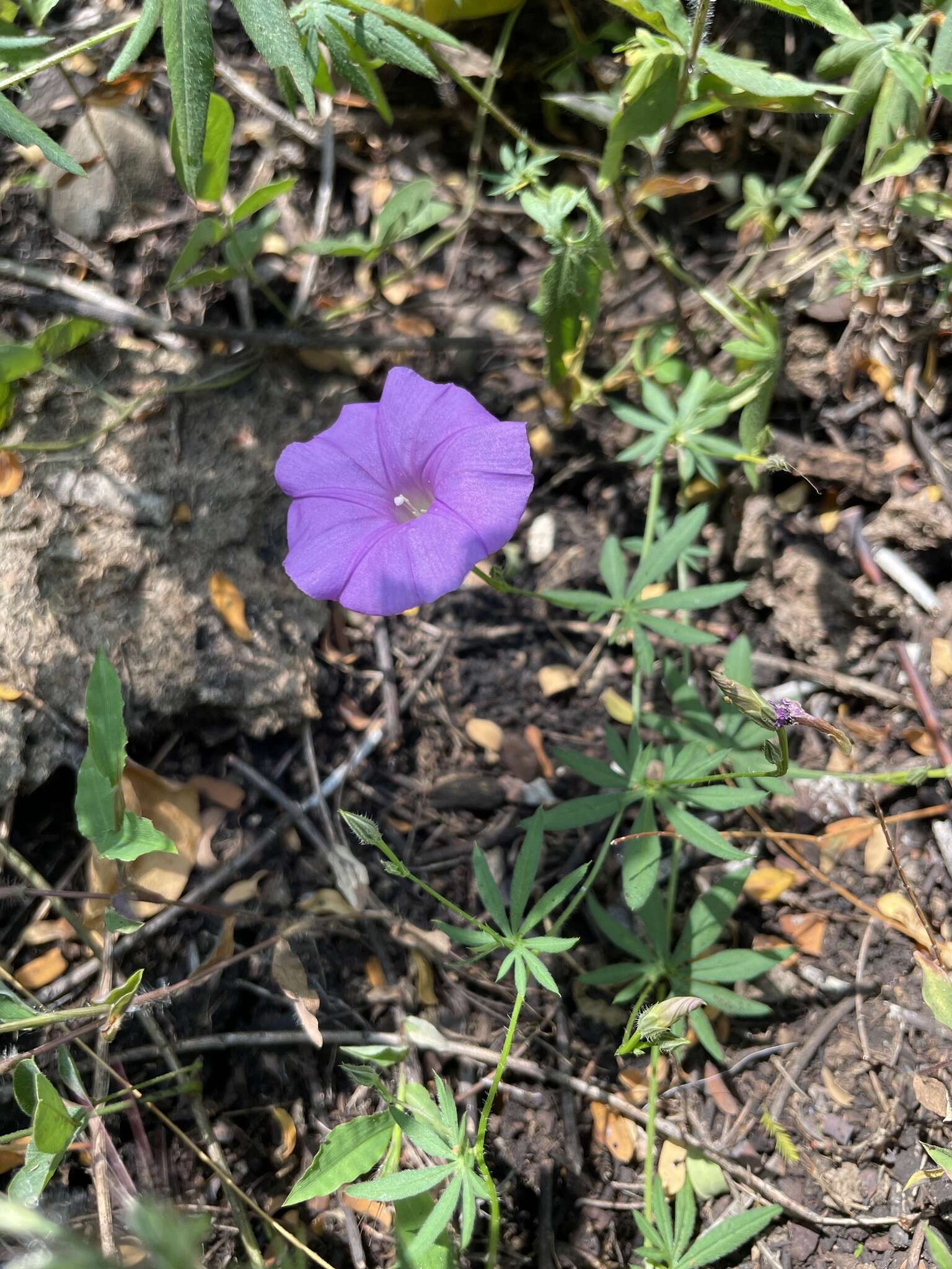 Sivun <i>Ipomoea <i>ternifolia</i></i> var. ternifolia kuva