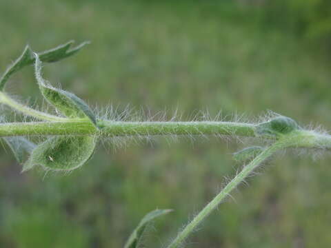 Слика од Potentilla astracanica Jacq.